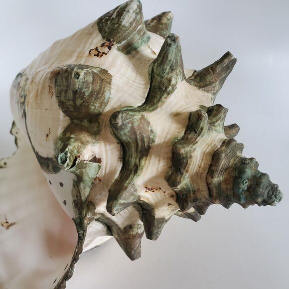 60s Lg Natural Queen Conch Seashell 12"x9"x6.5" Coral Pink Handpainted Vtg Shell - Picture 4 of 16